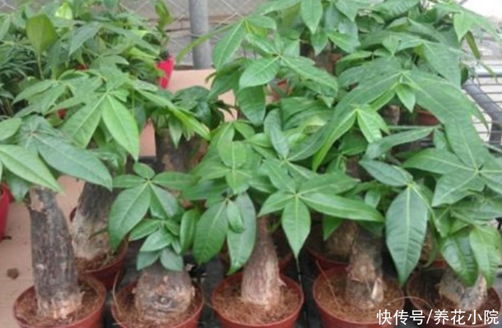 枝繁叶茂|发财树不用施肥，经常浇点“营养水”，照样长得枝繁叶茂