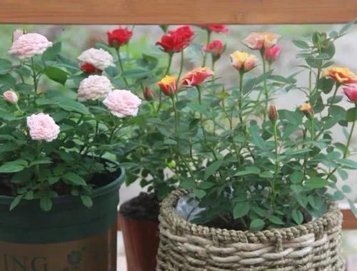 芍药|古人最喜欢的8种“吉祥花”,养一盆日子越过越舒心