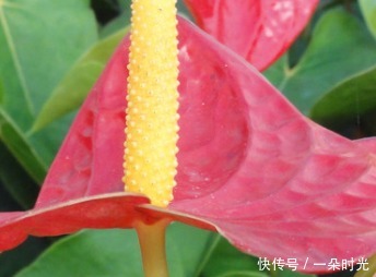 此花象征着远大的理想,热情似火的外表,吸引着他人的注意力