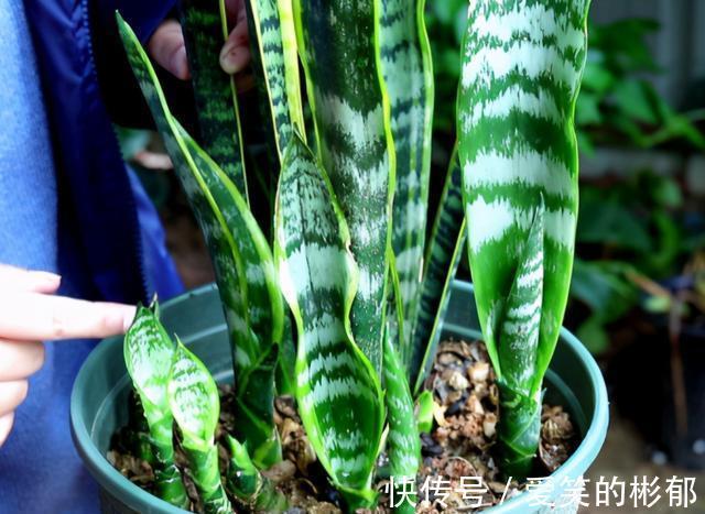 小齐|想不想你的虎皮兰7月“冒笋芽”?做好“3不缺”,保证通风试试