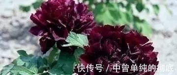 夜皇后|盘点：20种世界上最黑的花，黑的美，黑的妙，黑的呱呱叫