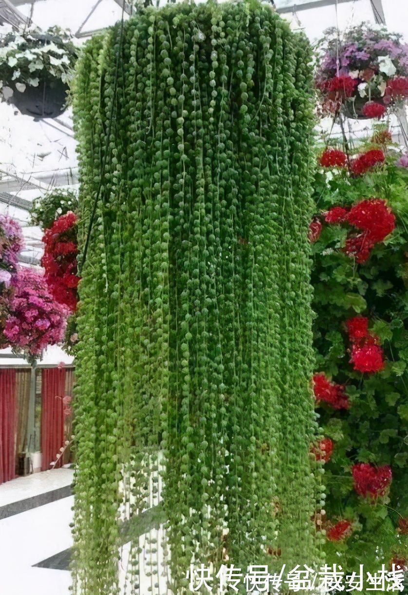 牡丹吊兰|四种“吊兰花”,养在室内都好看,喜欢花的人了解下