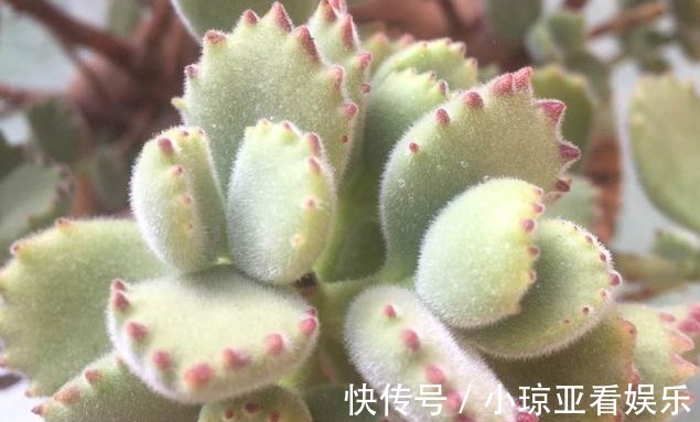 肥厚|养好熊童子不简单，做对以下这四件事，叶片肥厚又饱满