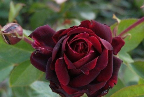 喜欢菊花,不如养“优良玫瑰”黑魔术玫瑰,色彩深红,冷艳高贵