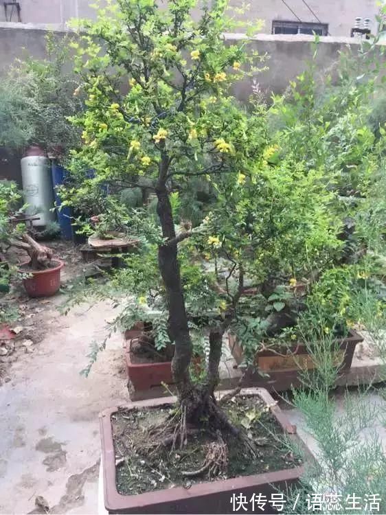 苍劲|山里的1棵老树桩,挖出来种盆里,开花后,眼睛都看直了!