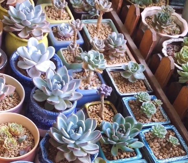 多肉发根有三招，土培水培和空气发根，土壤才是多肉生长的基源