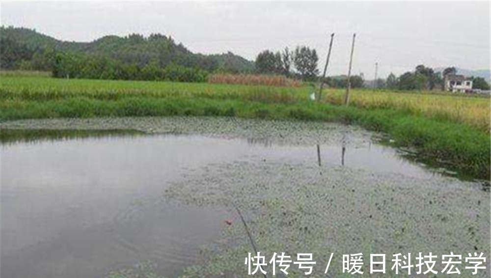 鲫鱼|盛夏草洞钓鲫鱼技巧,如何判断哪种草洞有大鲫鱼?应该用什么钓法