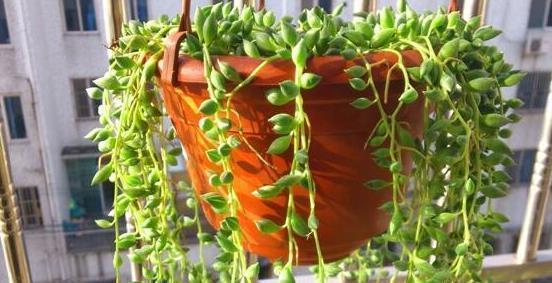 垂吊性|比珍珠还珍贵的多肉绿植,像手串一样好看,家里别再养吊兰了