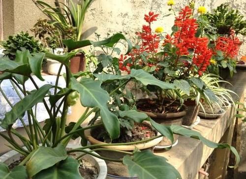 冬末春初，在家自制营养土该怎么操作？收集哪些材料？