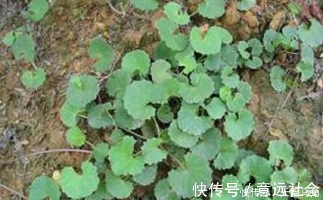 植株|农村这种野草有剧毒,老农民却称它为“解毒王”,见到别随意采摘