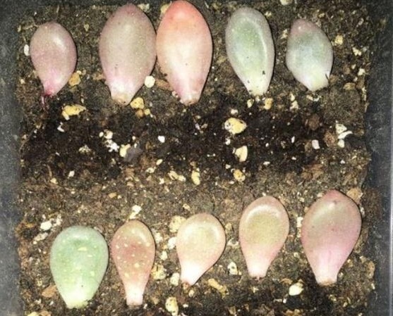 多肉不用买，摘下叶片放“土里”，生根发芽特别快，轻松长满盆！