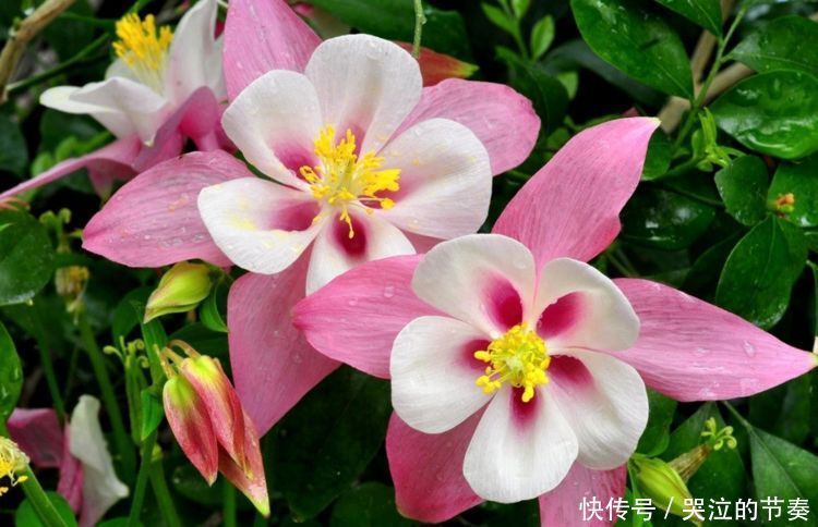 从4月24日开始,家养此款花卉,花色繁多易爆盆,好养开花漂亮