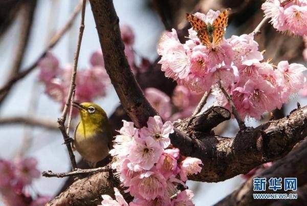 老年|鸟语花香春色美[组图]