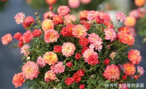 植株|5种微型月季,好养又好看,植株矮小花量大,是阳台盆栽佳品!