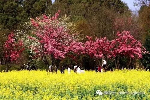 春光无限好，花艳景美岂能错过！