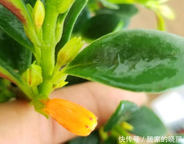 浇水|金鱼吊兰12月不开花?给它3步操作,过年挂满金灿灿的小金鱼