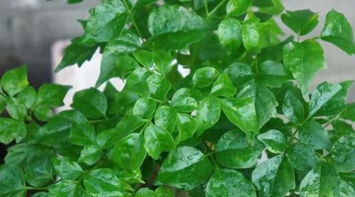  幸福树|奶奶养的幸福树，挺拔高大，绿意又盎然，幸福一大家！