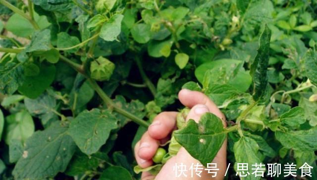 小知识|这种野草人称“红菇娘”,果实似灯笼,以前不识货,如今想吃难了