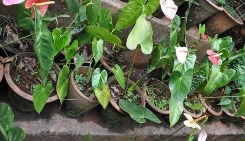  土壤|喜欢盆栽红掌吗？这里有你需要的养殖知识和繁殖技巧