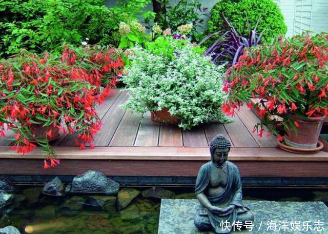 花卉|养花别光注意水、肥、光了,多小心2点,选对花盆事半功倍