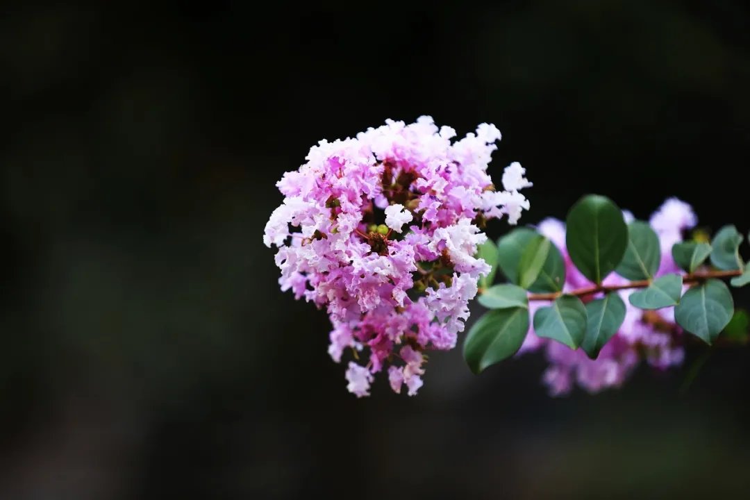 既相逢，莫相忘|诗词 | 韦应物