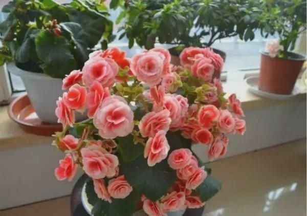 有暖气的地方,我建议你在室内养这6种花,整个冬季天天有花赏