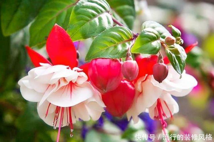 几种花卉轻松在阳台开出花海,一年四季可开花,值得入手