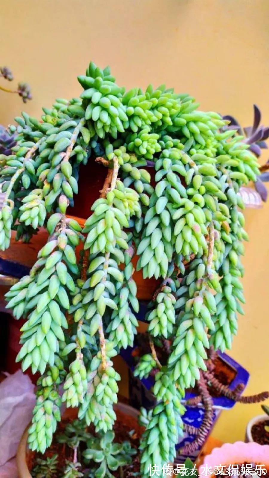 玉缀|秋天买多肉，认准这点，长得胖嘟嘟窜出一圈小芽！