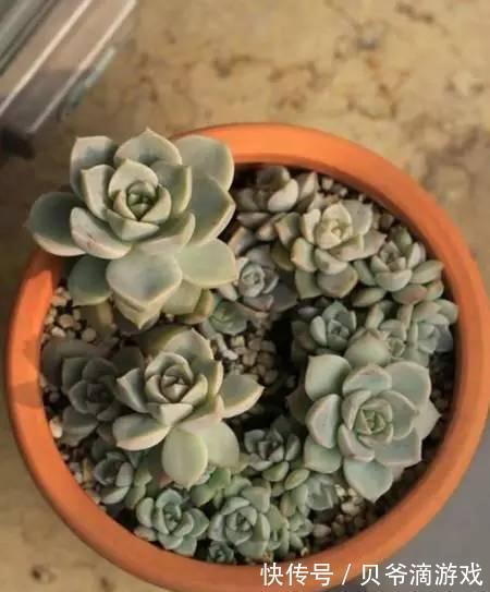 水和光多少是适量,50种常见多肉植物度夏攻略