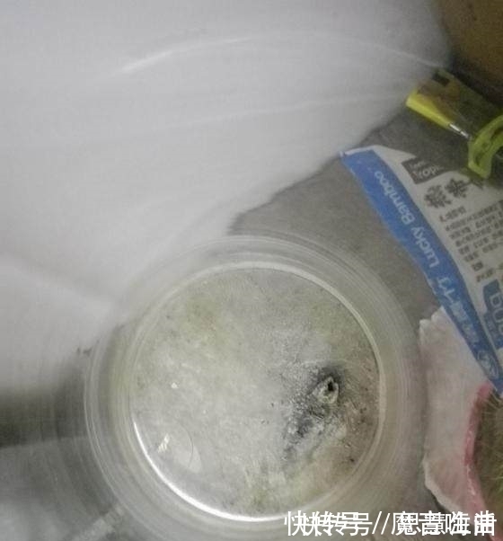 回宿舍一看两个月没换水的鱼这样了,鱼:你随意我先干了