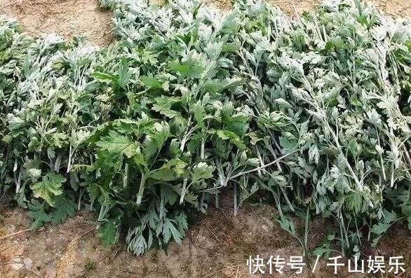 救命草|田间地头没人要的野草,却是腰间盘突出的“救命草”,三天起效