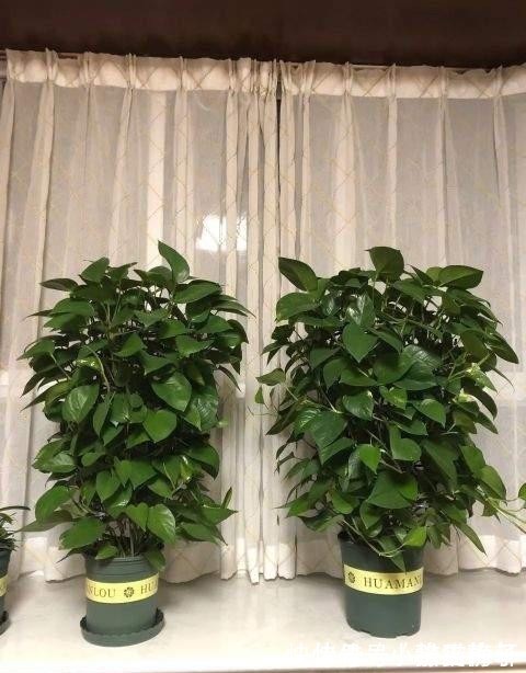 弯路|花都是浇死的，给花浇水有门道，教你这三点，以后养花少走弯路！