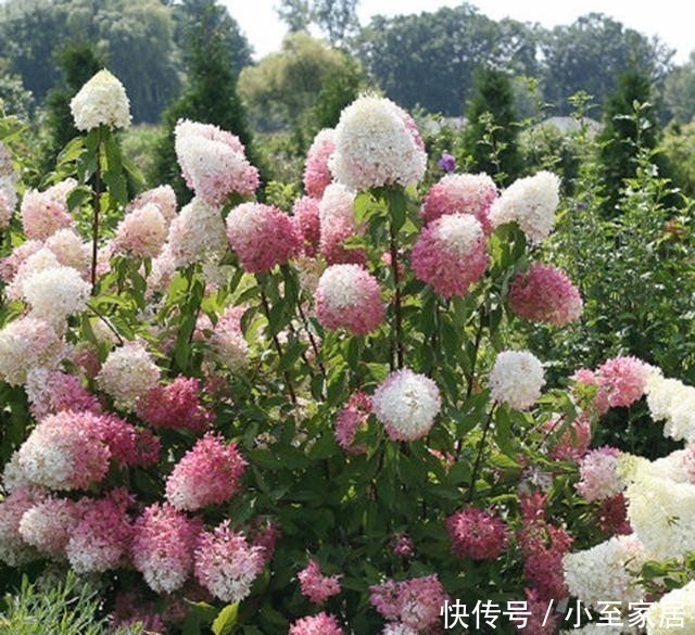 杜鹃杜鹃|这6种花,记住晚上冻,白天晒,开花特别快!