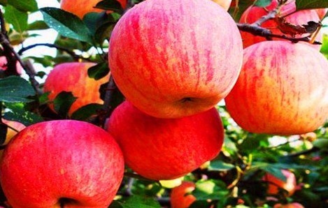 排毒|想长寿先排毒，常吃的食物，促进肝脏解毒，增强体质