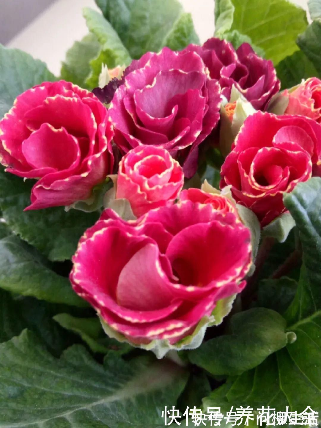 水仙|上万块的蟹爪兰,开花像烟花,养过的人不多