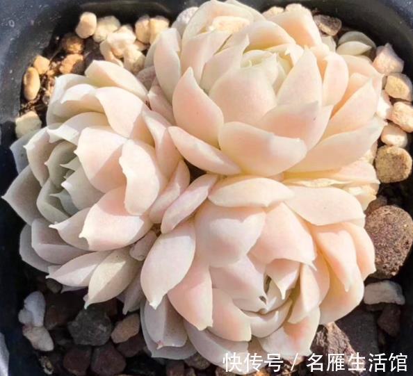 推荐7种强悍多肉,每一种都精致好看,一次养十盆都不嫌多