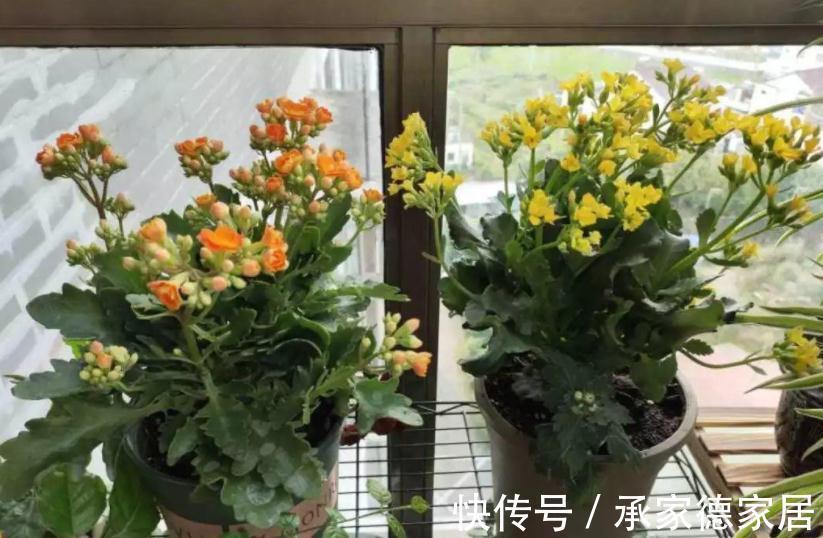 秋冬养花赏花,不如就盆栽这3样,低温天开花又多又美