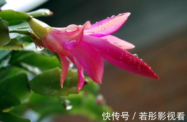 阳台上|蟹爪兰软趴趴?它有“6怕”,避开后,叶片硬如铁,开成大花树