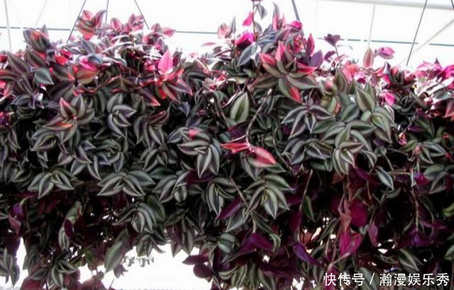 这3种吊兰千万别这么养,不然疯长爆芽,控制不住!