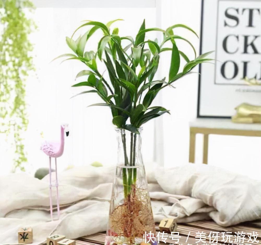 没有院子养不了竹子?错,这几种竹子养在室内,比花好看多了