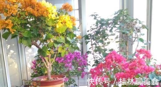 叶肥大|婆婆只养“2种”花，窗台变成“花海”，冬天“开花”上百朵！