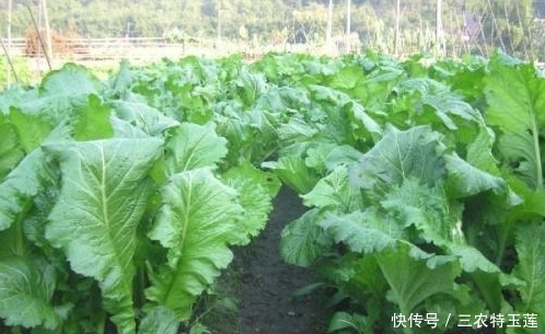 高蛋白|农村常见的野菜，被称为“牧羊人的钱包”富含高蛋白，常吃身体好