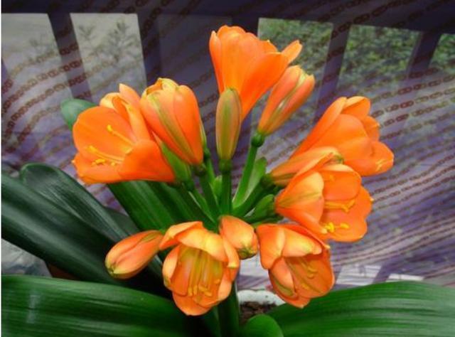 君子兰开花有口诀，牢记1多、1勤、1怕，15天抽花箭！