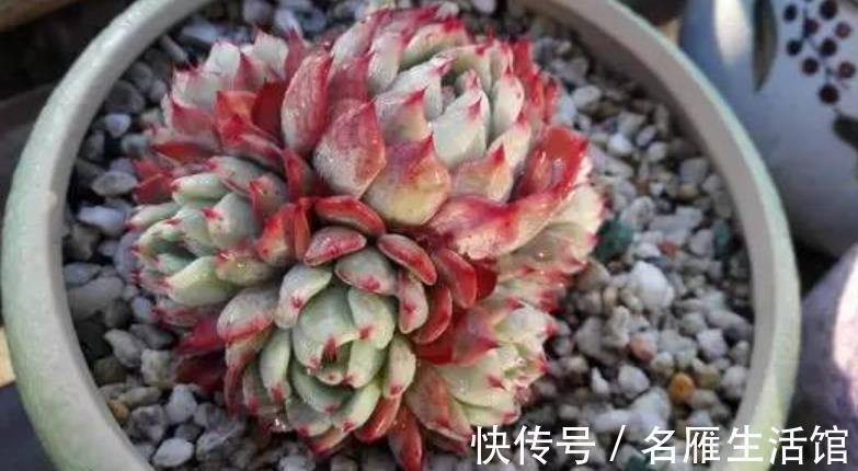 植株|养了3年的多肉不爆头，教你这样“摘叶子”，侧芽一个接着一个冒