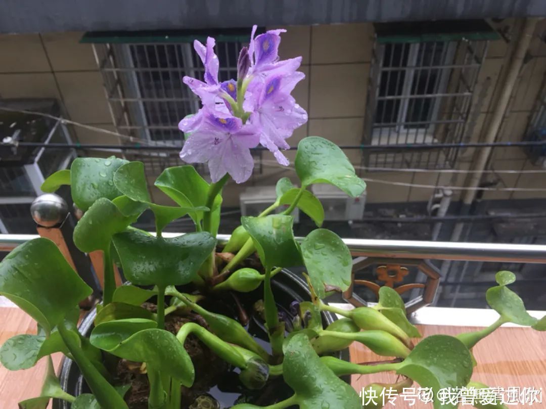 养花知识这花是个大“祸害”,20元一棵还有人买,到底为啥