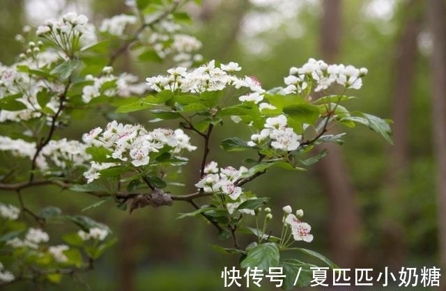 最好的时光|良缘再现，月老送缘，天意难违，再度相爱，余生幸福到底