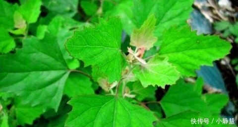 贫血|农村田间喂猪的野菜 能清热解毒 防贫血除口臭