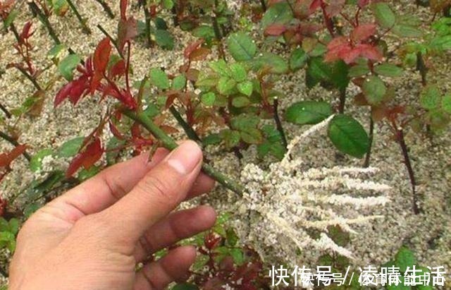 白根|喜欢养花,就要会扦插,学会2种“万能扦插法”,插啥都冒大白根!