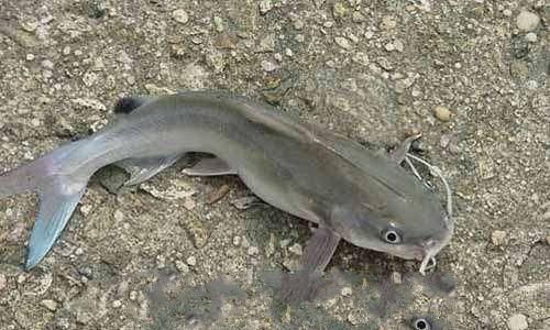 宝贝|它比甲鱼营养还要高，全身都是宝贝，只需4元1斤却常常无人问津