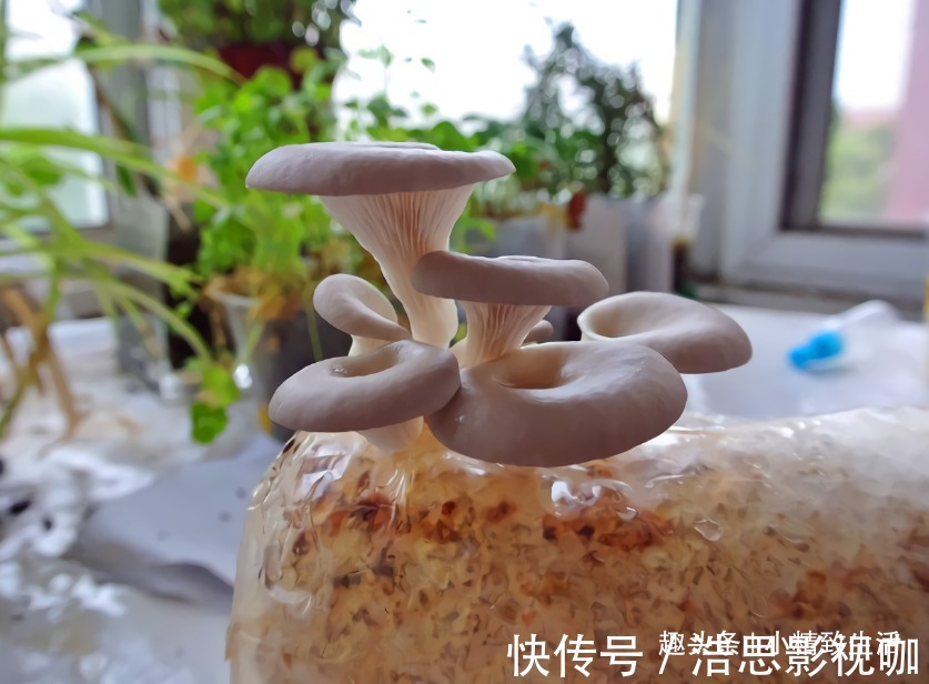 毛巾|阳台不止能养花,还能种蘑菇,15天一茬,2个月吃不完